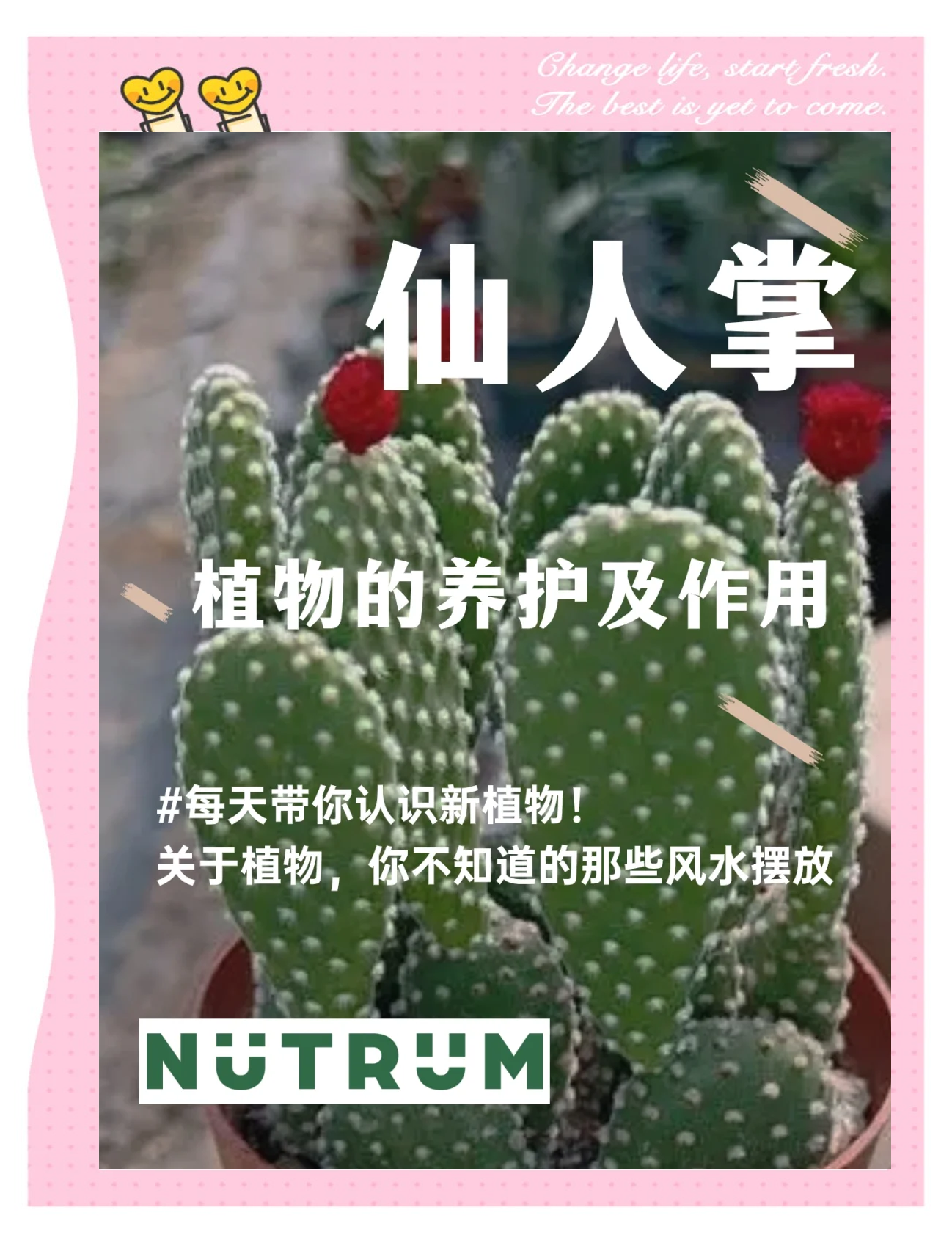 科普展现:仙人掌风水禁忌（仙人掌风水宝地）
