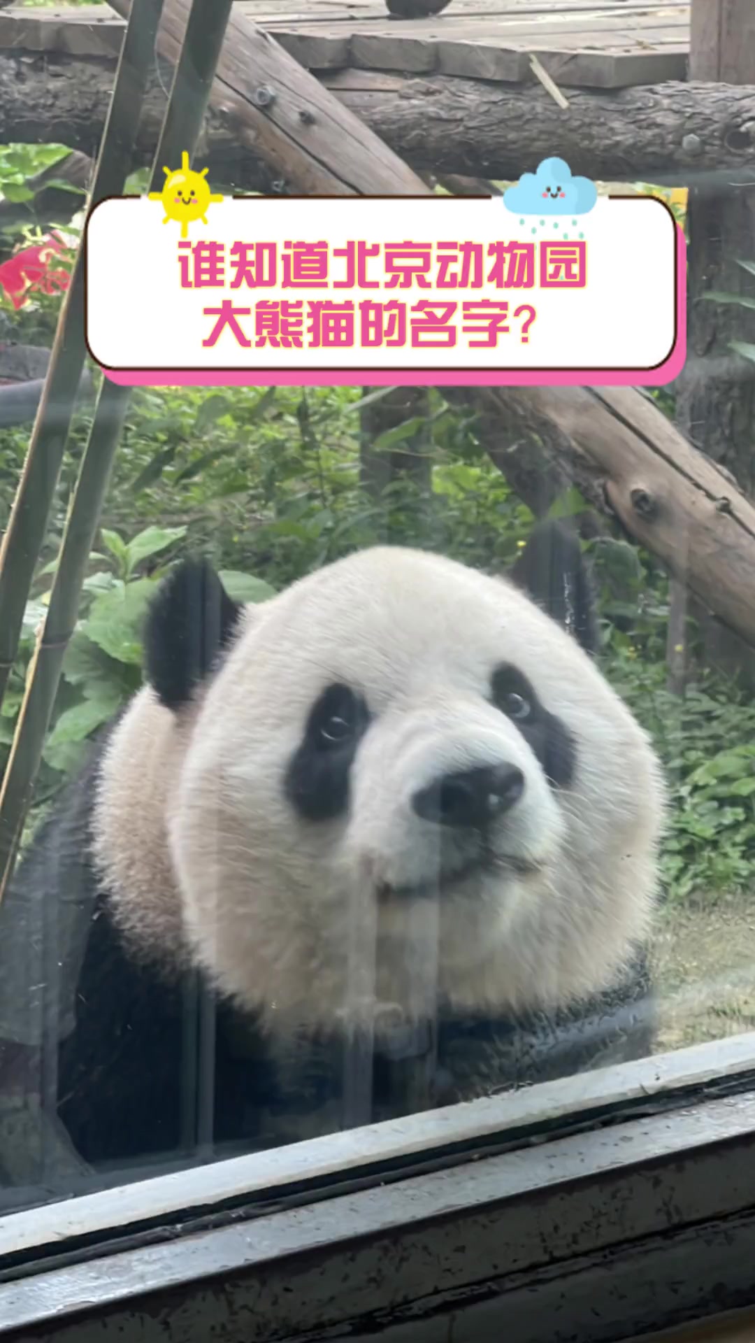 科普展现:熊猫名字（北京动物园熊猫名字）