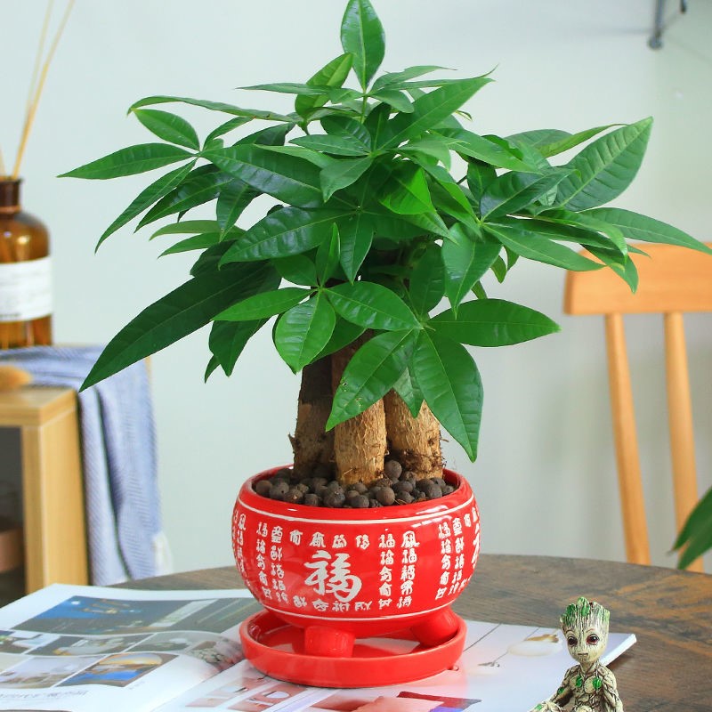公司植物摆放风水