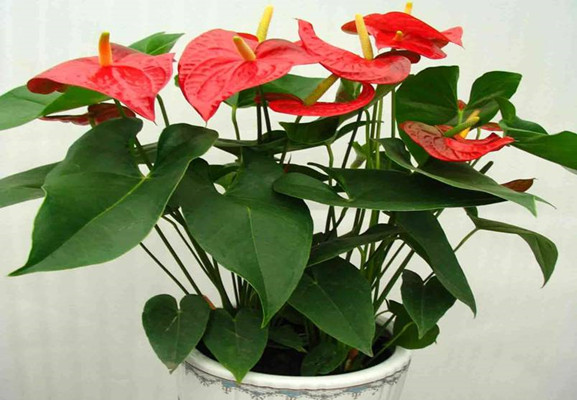 旺宅旺财植物