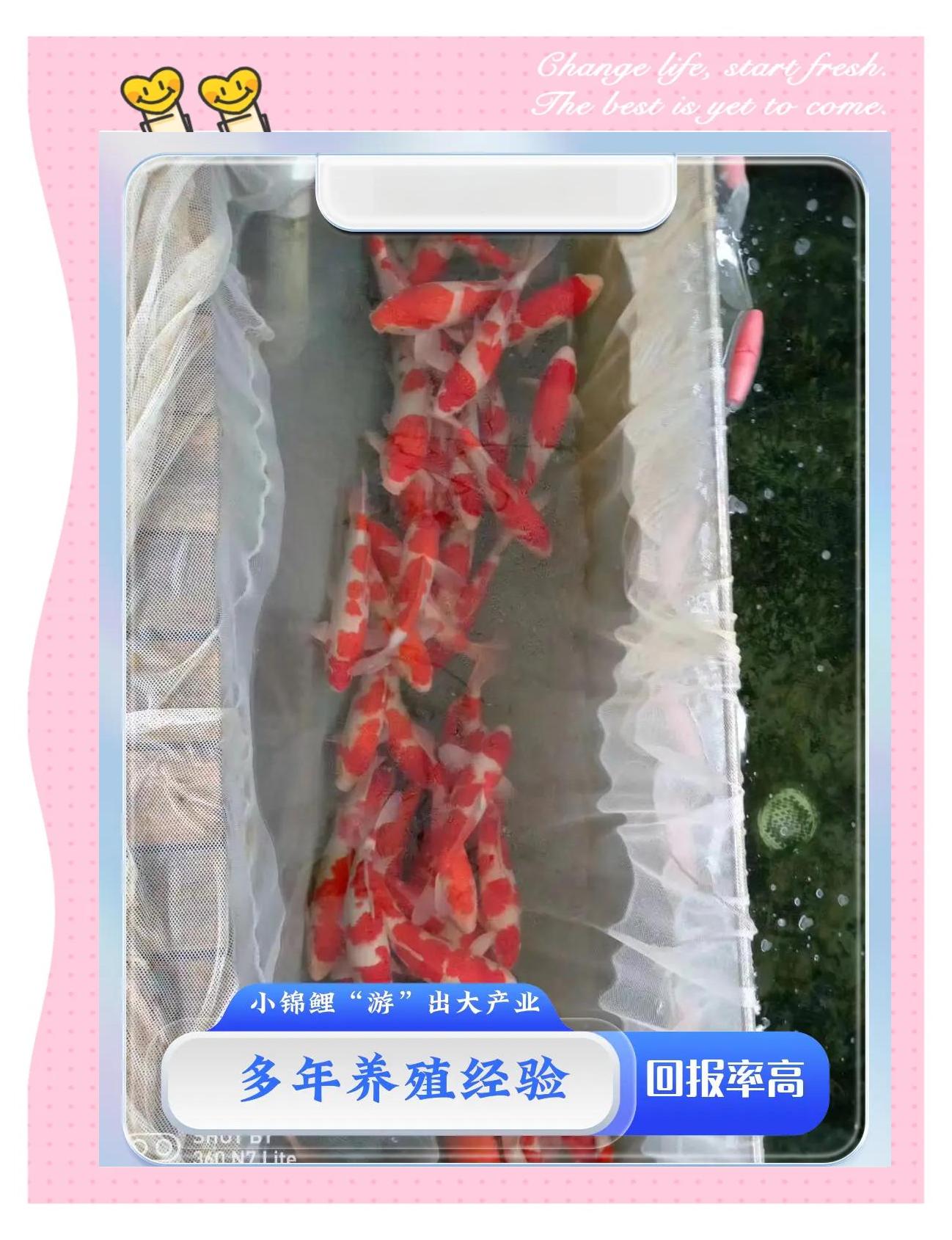 锦鲤鱼该如何养