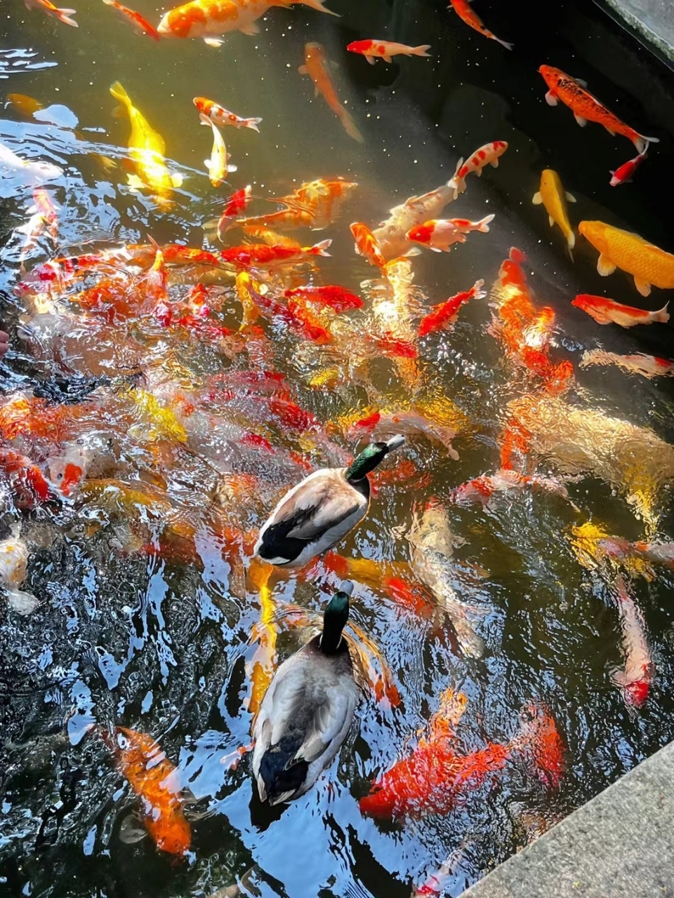 养鱼六大风水禁忌