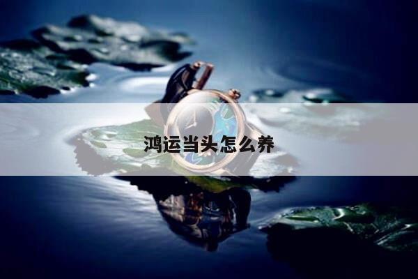 鸿运当头怎么养