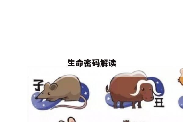 生命密码解读