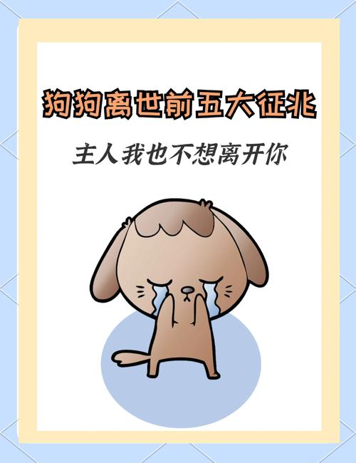 来到这个世上,狗狗死后多久可以投胎重新来到这个世上